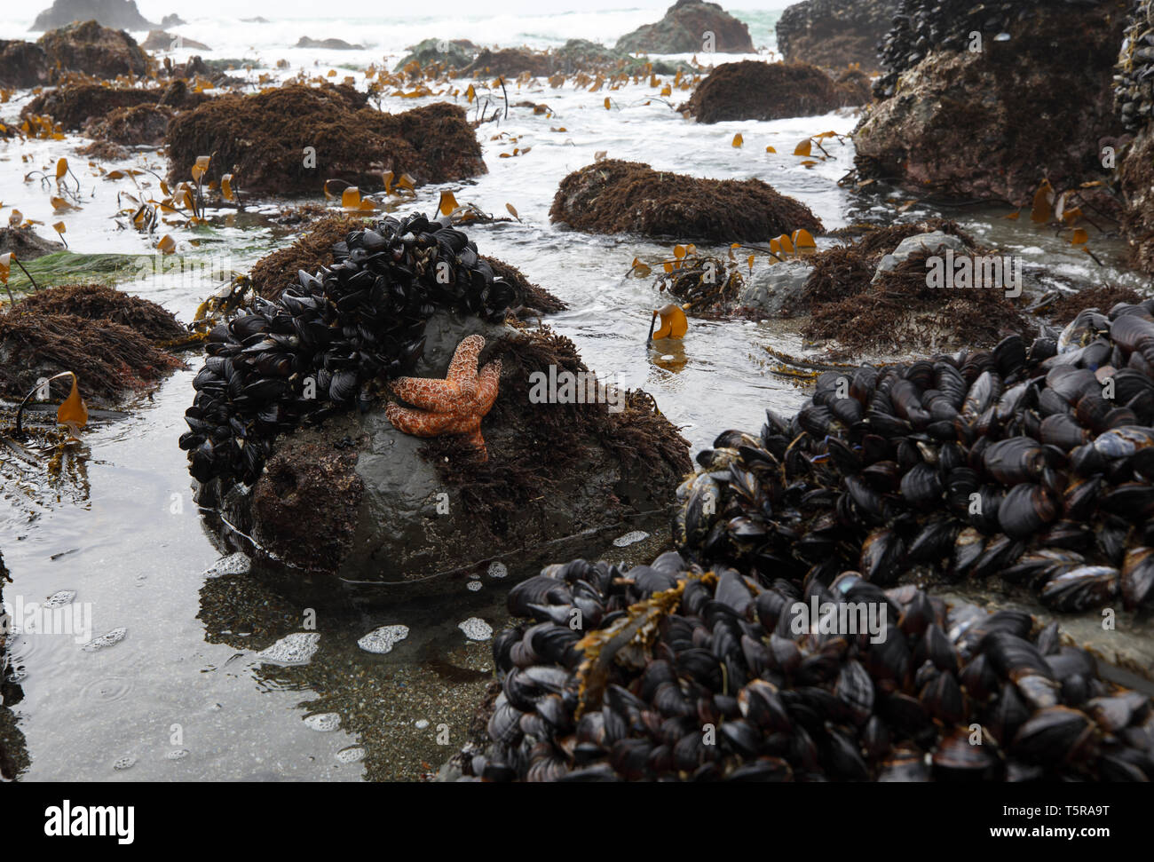Un cojín starfish, mejillones y percebes son reveladas en una piscina de marea en marea baja en Schoolhouse Playa en Carmet, California, cerca de la localidad de Bodega B Foto de stock