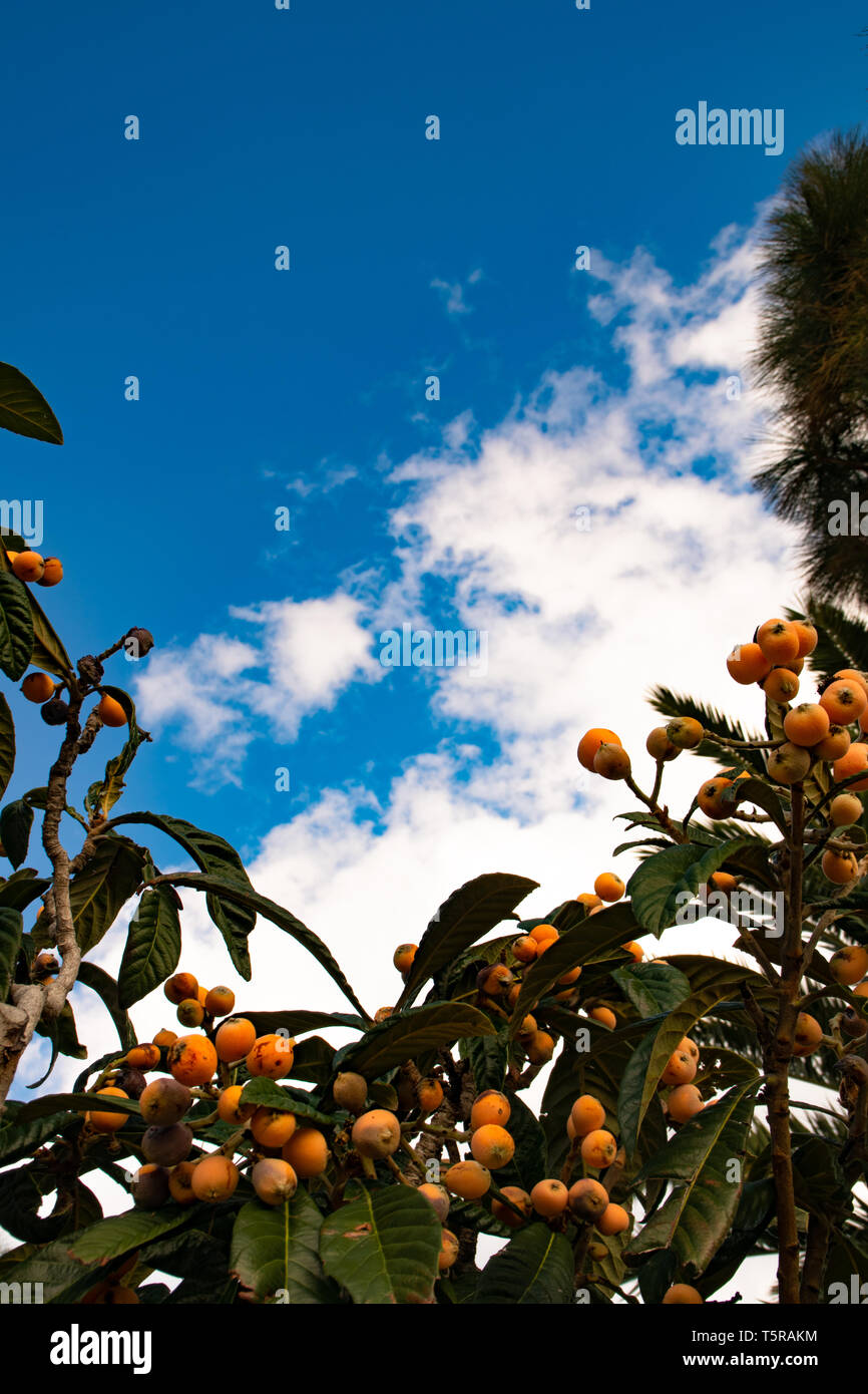 Nísperos, el oro fruto de las Islas Canarias. Este amarillo a naranja fruta es pequeña, pero tiene un sabor muy dulce y contiene mucha vitamina C. Foto de stock