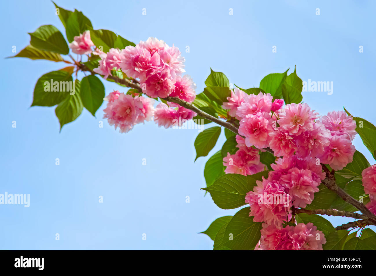 Hermosa flor de Sakura en la primavera. Flor rosa de Sakura árbol contra el cielo azul. Flor de cerezo Foto de stock