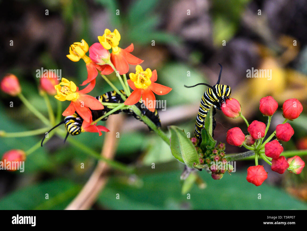 Las orugas de la mariposa monarca (Danaus plexippus) alimentándose con leche de floración Weed (Asclepias curassavica). Houston, Texas, EE.UU. Foto de stock