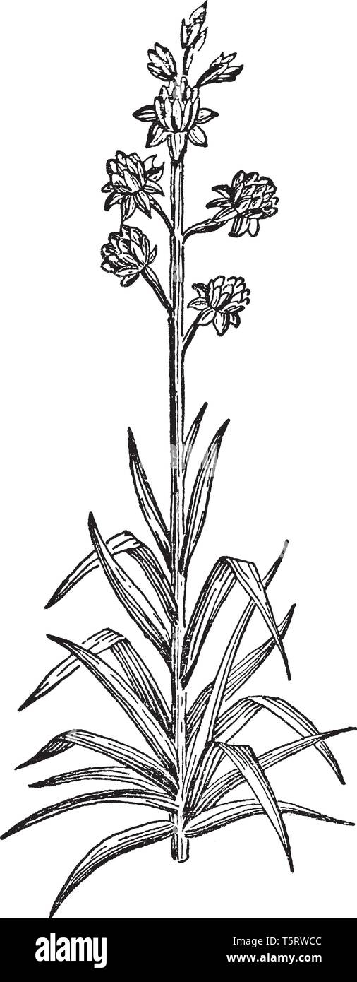 Flores de nardo Imágenes vectoriales de stock - Alamy