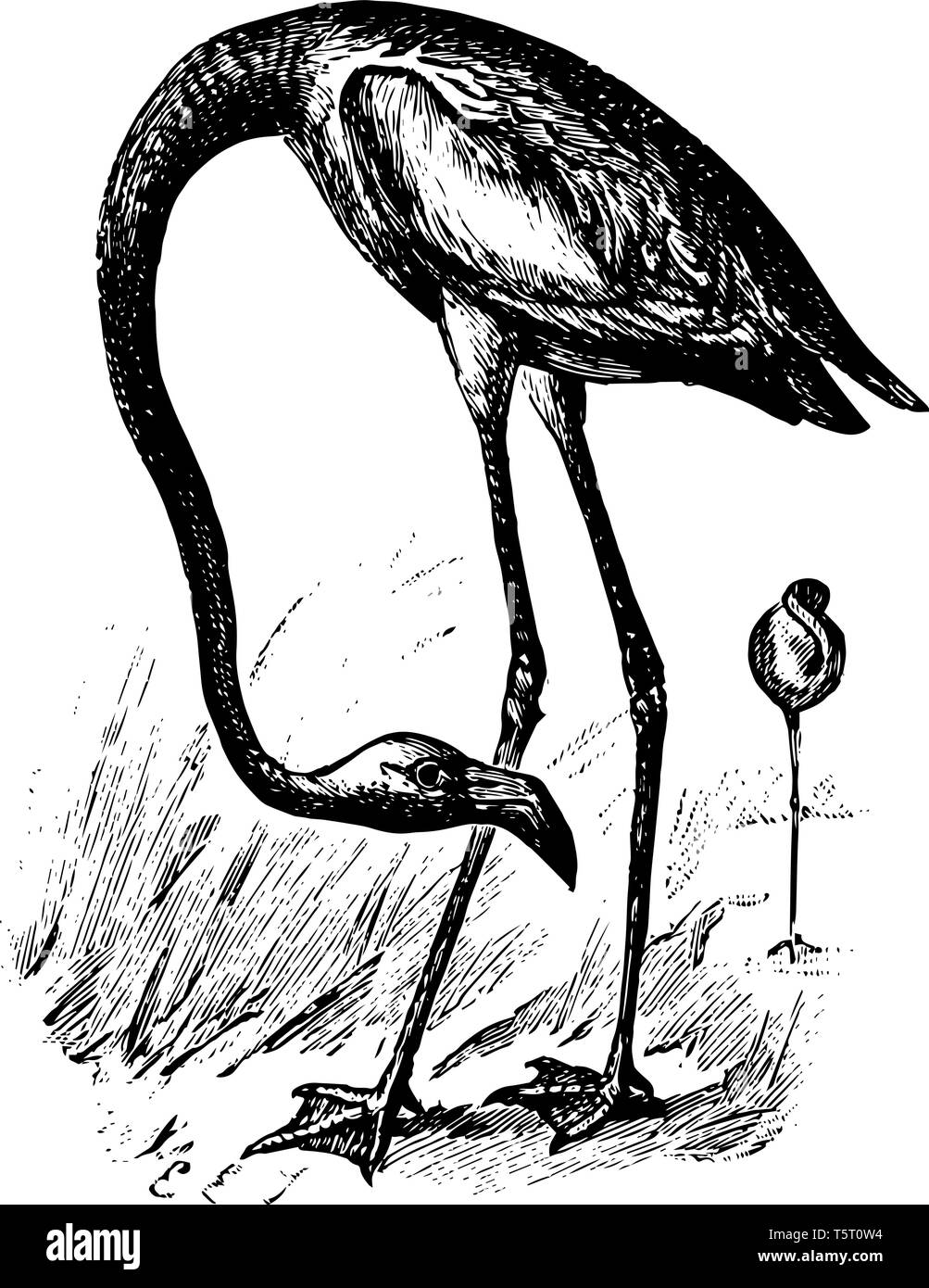 American Flamingo rosa grandes pájaros encontrados en las indias occidentales y a lo largo de la Isla Galápagos línea vintage de dibujo. Ilustración del Vector