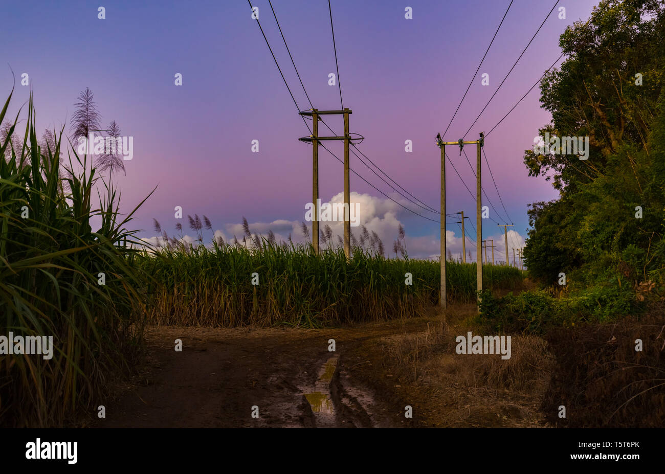 Las líneas de energía de la isla Mauricio, con un cielo rosa del atardecer. Foto de stock