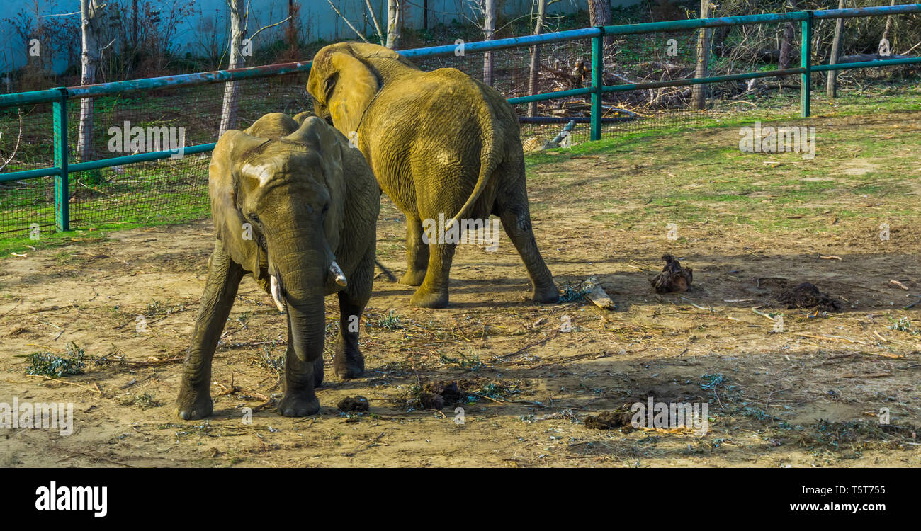 Elefante Africano arbusto Tusked meciendo su cuerpo, comportamientos de animales del zoo, Vulnerable especie animal de África Foto de stock