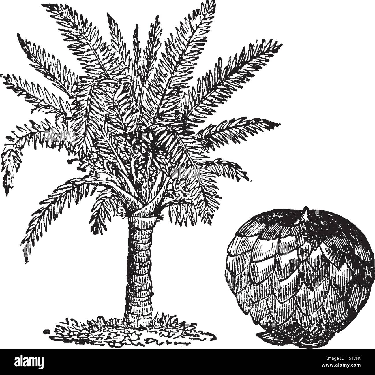 Una fruta obtenida de palmeras. La salvia con palmas prosperan en las Indias Orientales y Occidentales, las Bahamas y Nueva Guinea, línea vintage de dibujo o ingr Ilustración del Vector