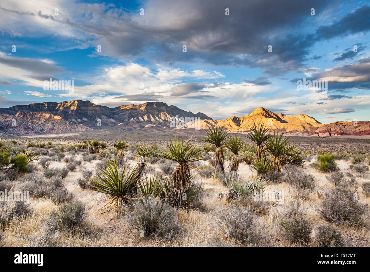 Turtle Mountain y la Madre Montaña al atardecer, los cañones de roca roja de conservación, Nevada, EE.UU. Foto de stock