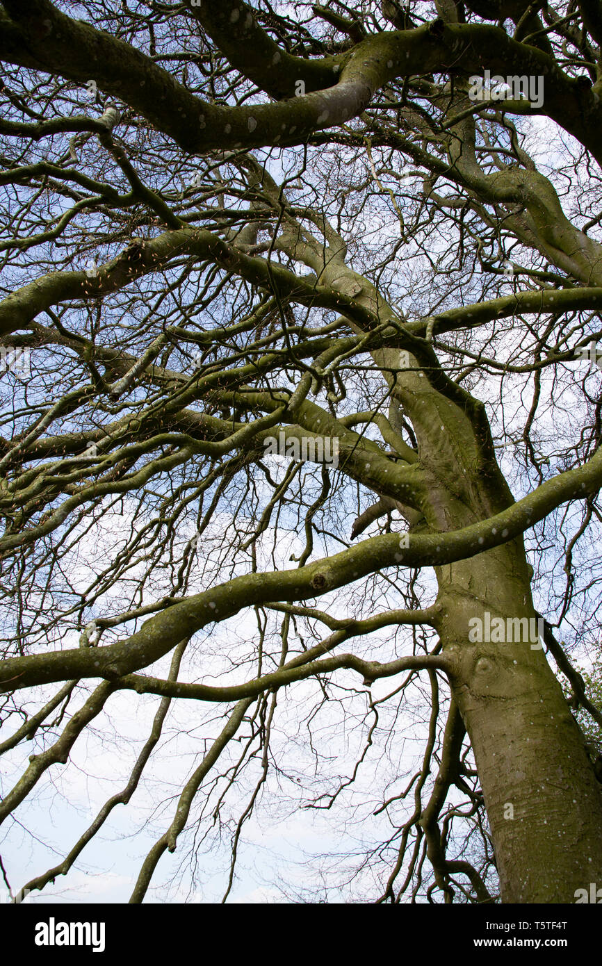 JRR Tolkien árboles, Avebury, Wiltshire Foto de stock
