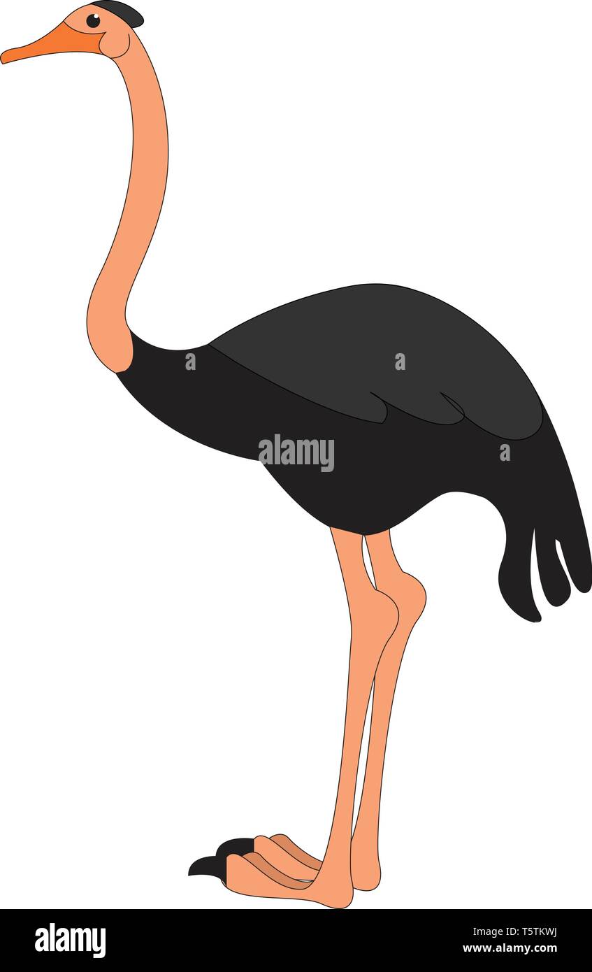 Una Caricatura De Color Negro Avestruz Stands Con Sus Dos Pies Y Tiene Un Cuello Muy Largo Muy Busca Su Presa El Color De Dibujo O Ilustracion Vectorial Imagen Vector De Stock