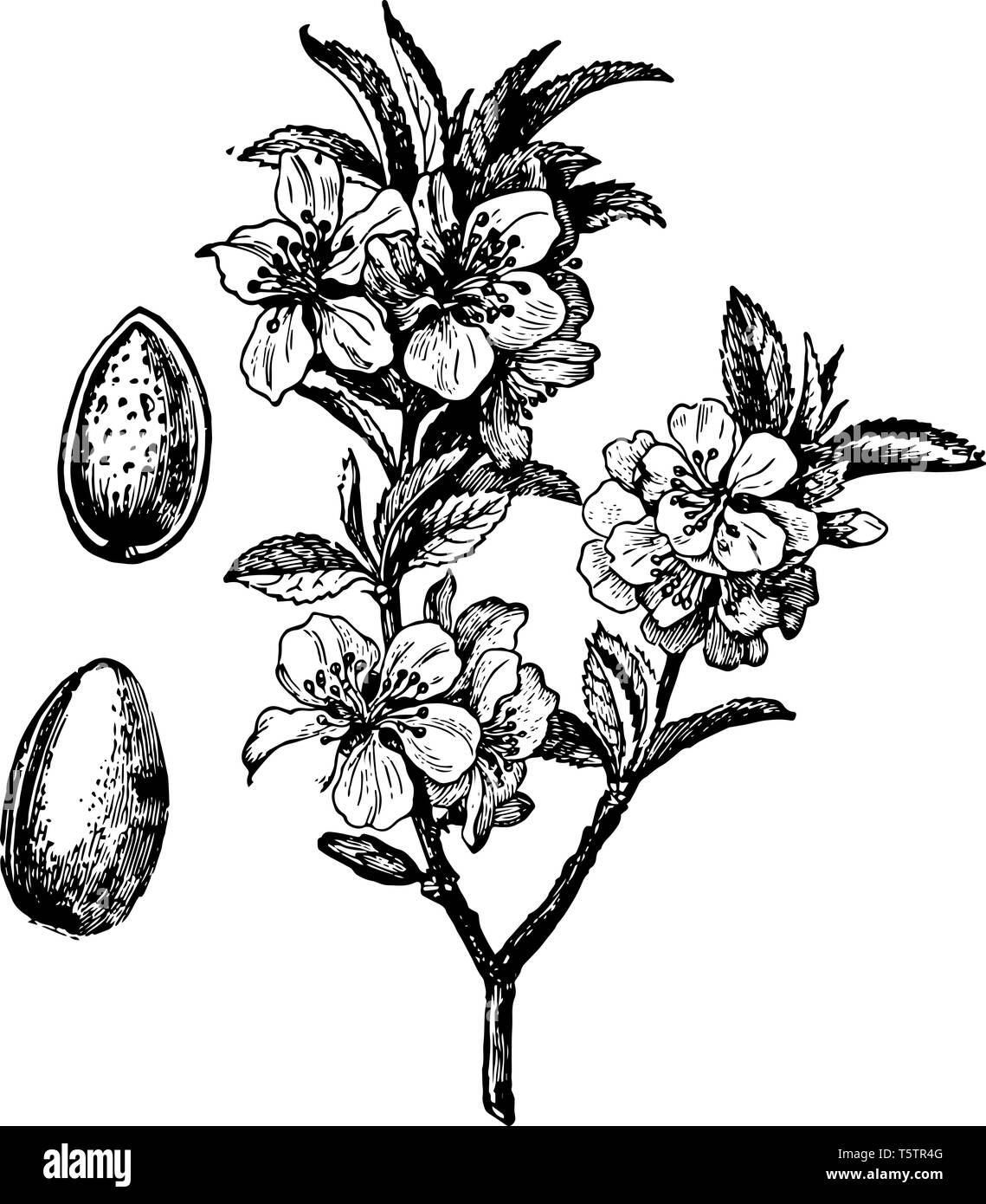 colina Escritura peligroso En esta imagen la rama en flor y fruto son el almendro línea vintage de  dibujo o ilustración de grabado Imagen Vector de stock - Alamy