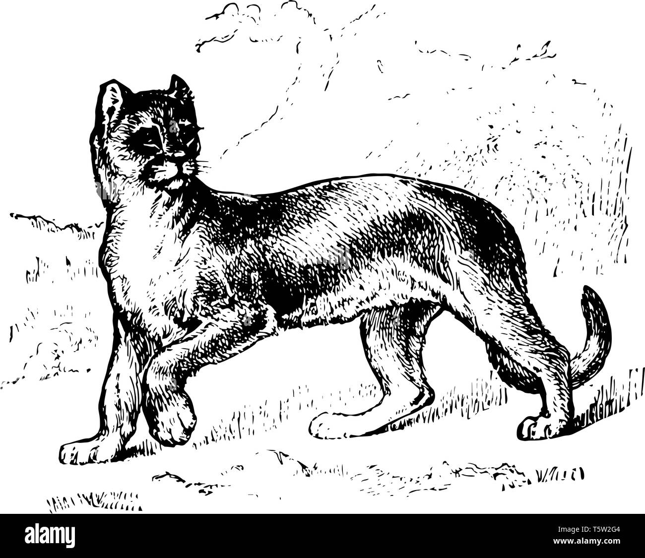 Puma es el género en la familia Felidae conocida por varios nombres, y es  el más grande de las pequeñas especies de gato línea vintage de dibujo  Imagen Vector de stock -