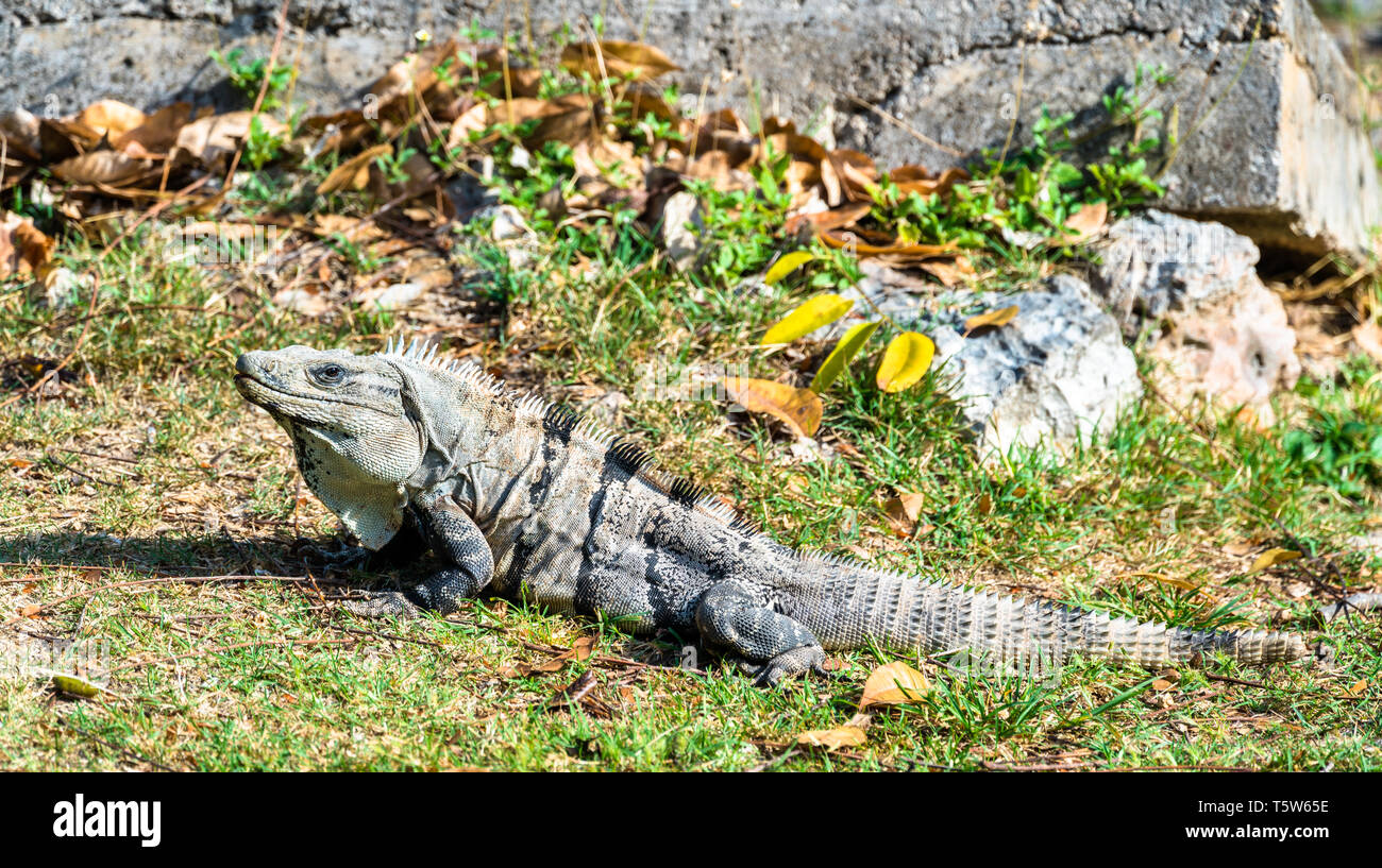 Iguana en el sur de México Foto de stock