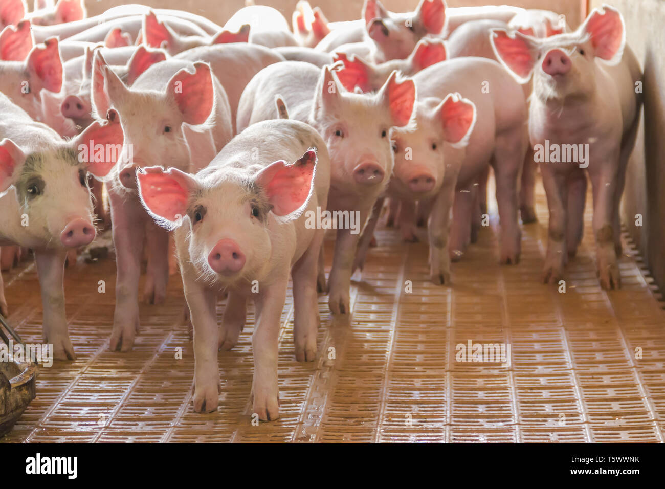 Criadero De Cerdos Industriales Para Consumir Su Carne Foto