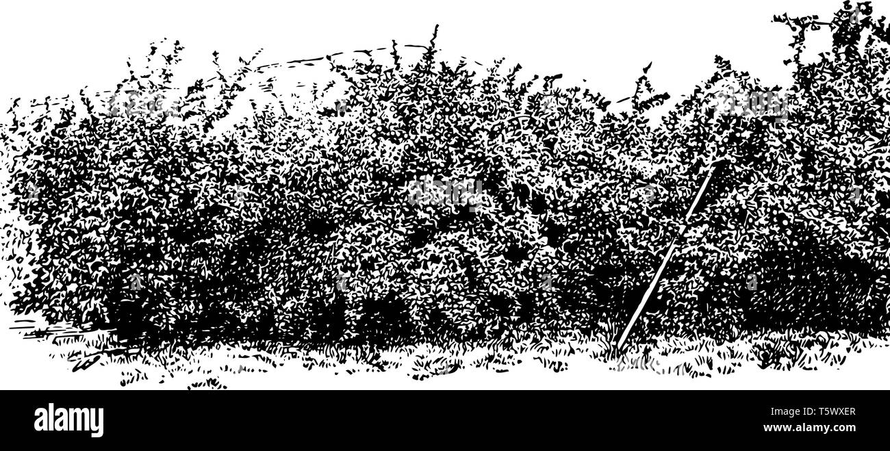 Esta ilustración representa el Huerto de Manzanas en Hood River Valley donde apple crecer es una gran industria en la costa del Pacífico, la línea vintage de dibujo o en Ilustración del Vector