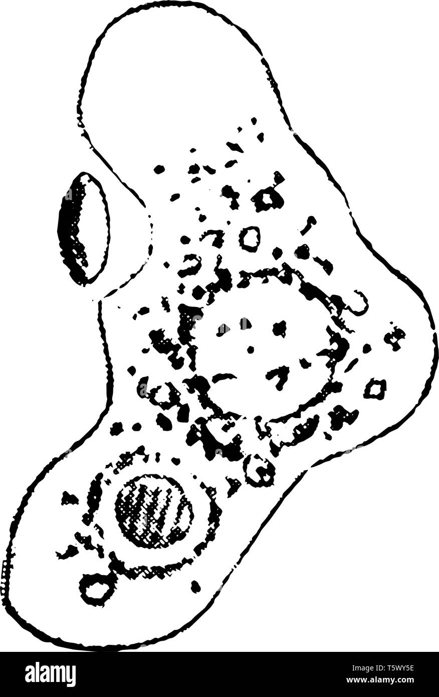 La ameba se una a en el reino animal unicelular Protista línea vintage de dibujo o ilustración de grabado. Ilustración del Vector