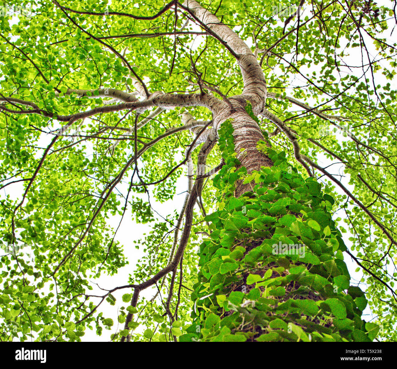 Árbol con viñas crecen el maletero desde un ángulo bajo en Caravaca de la Cruz, España Volubilate o Liana planta crece un árbol colorido verde de la naturaleza, 2019. Foto de stock