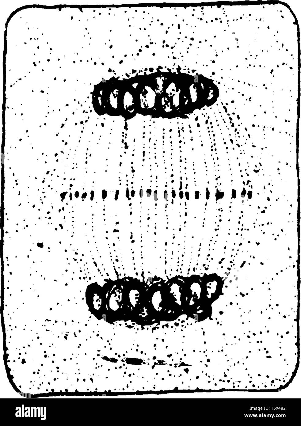 Los cromosomas adjuntar al Centro de los orificios un citoplasma redondeado, dividido en dos parte, línea vintage de dibujo o ilustración de grabado. Ilustración del Vector