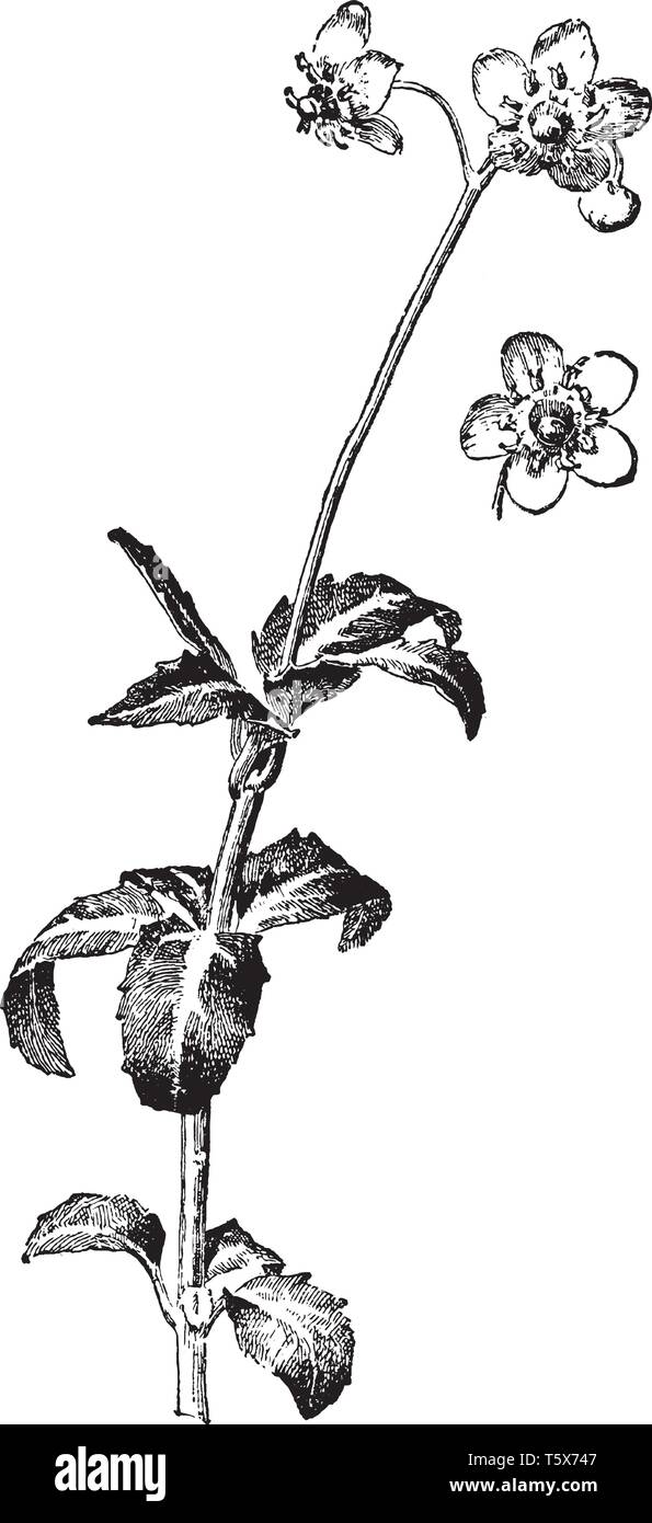 La imagen muestra un Chimaphila Maculata planta también conocida como pipsissewa. Tiene flores blancas. Los tallos surgen de rizomas rastreras. Hay dos a Ilustración del Vector