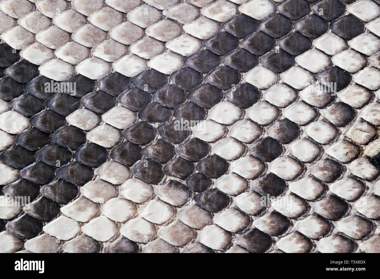 La estructura natural de la piel de serpiente patrón. Fondo de Piel de  pitón. Piel de pitón textura del fondo. La textura de piel de serpiente de  cuero auténtico. Textura de serpiente