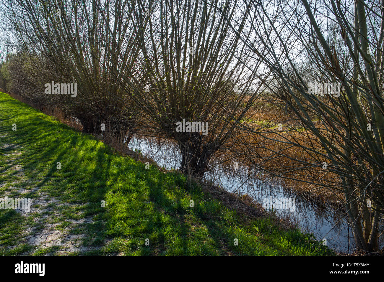 Lode waterway en Wicken Fen reserva natural, Cambridgeshire; Inglaterra; UK Foto de stock