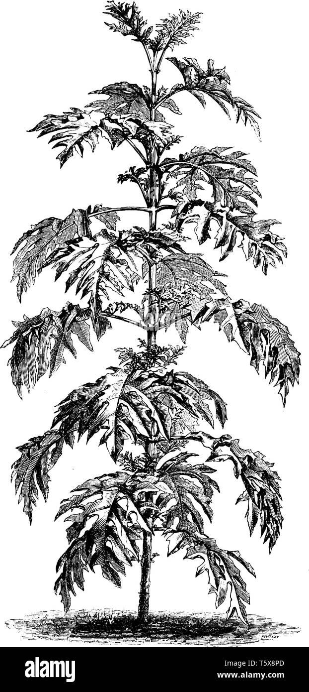 Se trata de una imagen de Montanoa Bipinnatifida arbusto crece seis y ocho pies de altura, línea vintage de dibujo o ilustración de grabado. Ilustración del Vector