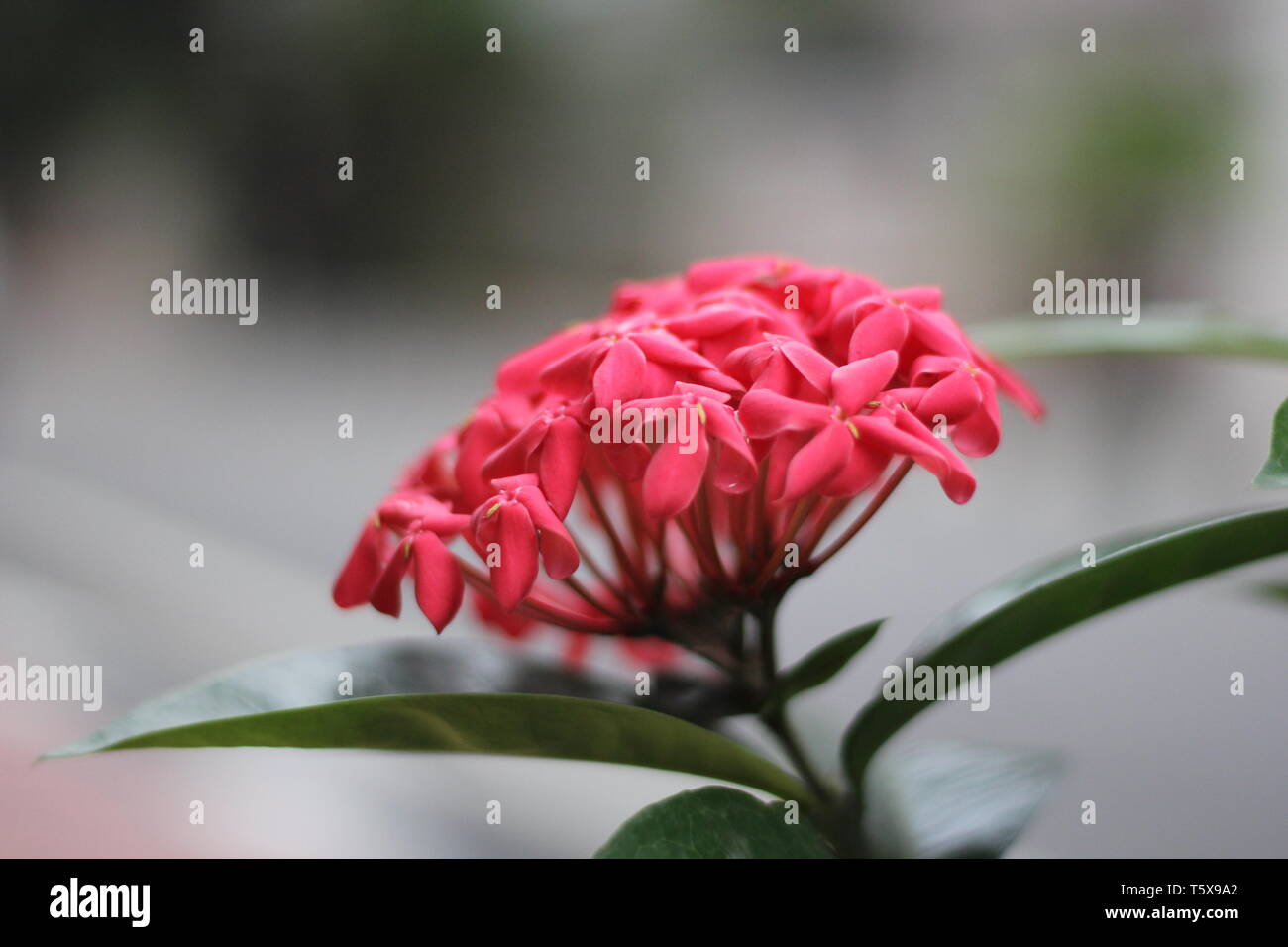 La flor roja Foto de stock