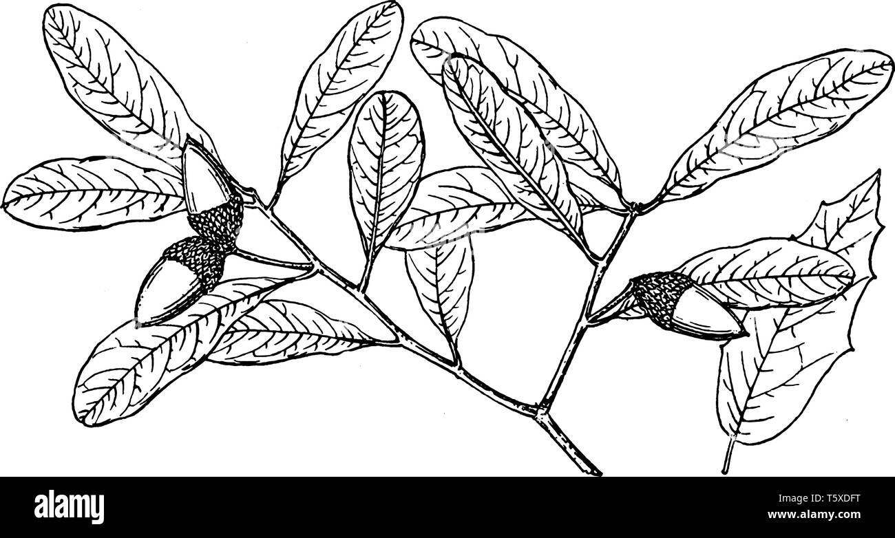 Una imagen que muestra la rama del sur de Live Oak, que también es conocido como Quercus virginiana y es nativo en todo el sudeste de los Estados Unidos, Ilustración del Vector