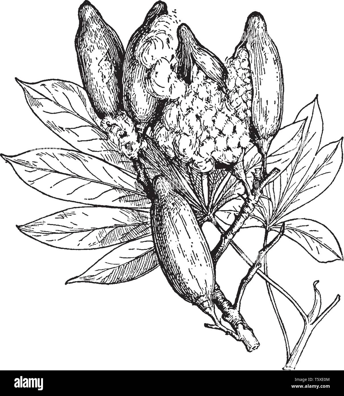 Una imagen de las hojas y frutos del árbol de algodón de seda, Ceiba Casearia. El algodón como Una imagen de las hojas y frutos del árbol de algodón de seda, Ceiba Casearia. El algodón como
