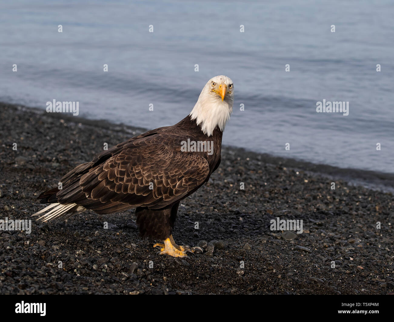 Las águilas cabeciblancas Fotografiado cerca de Homer, Alaska Foto de stock