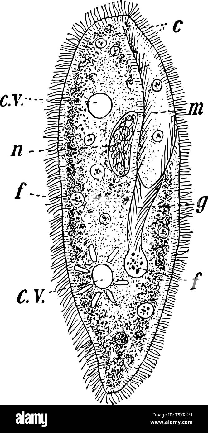 También conocida como Lady paramecios zapatillas que son un grupo de protozoos ciliados unicelulares, grabado o dibujo de línea vintage de la ilustración. Ilustración del Vector