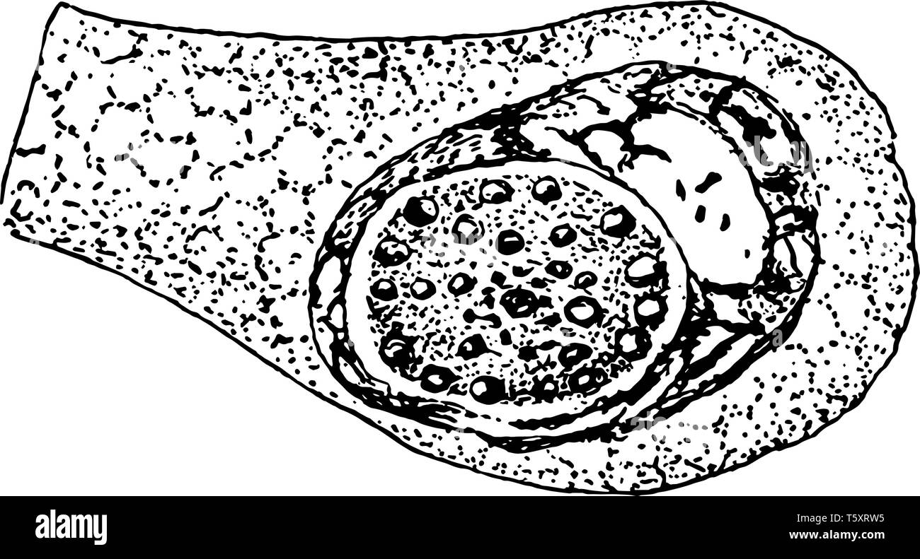 Una ilustración de la formación de la célula huevo Cyclospora cayetanensis, grabado o dibujo de línea vintage de la ilustración. Ilustración del Vector