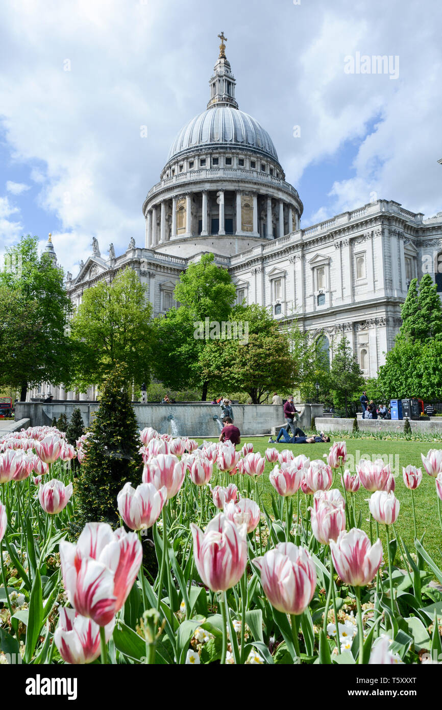 Tulipanes rosas en los jardines fuera de la Catedral de San Pablo, Londres, Inglaterra, Reino Unido Foto de stock