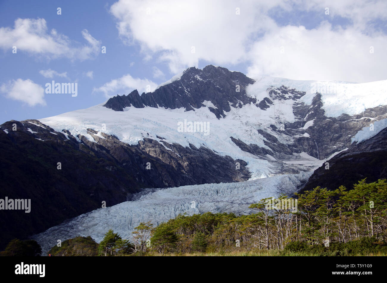 Un bosque de árboles prospera donde el glaciar Serrano puishes en un fiordo de Chile Foto de stock