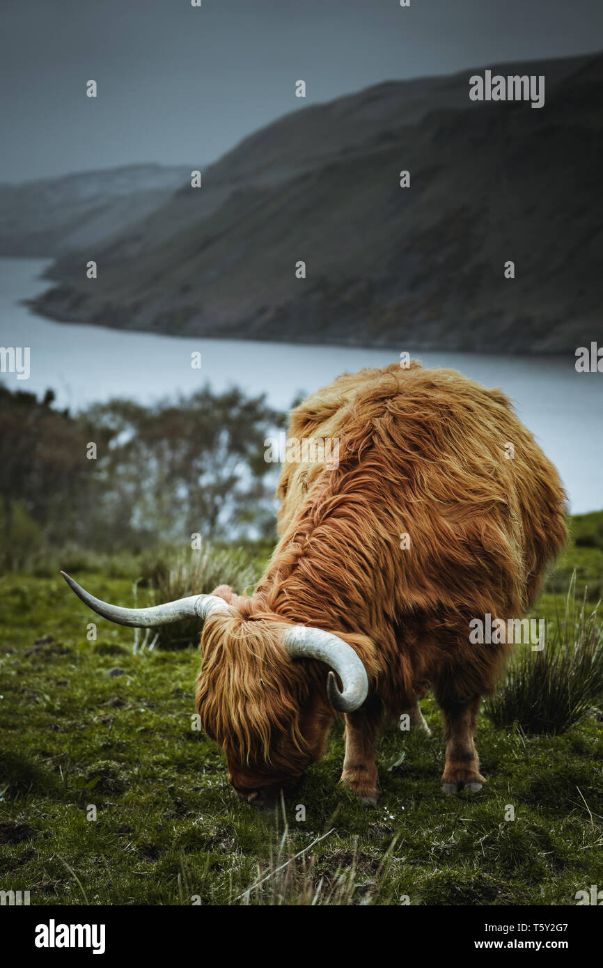 Highland ganado en la naturaleza de Escocia Foto de stock