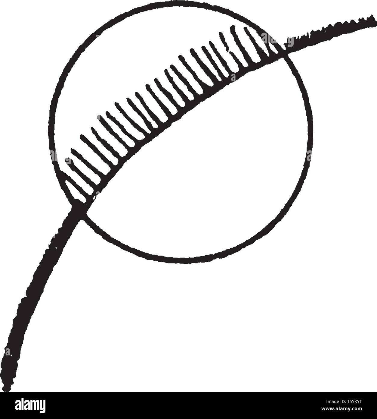 Los ciliados son un grupo de protozoos que se caracteriza por la presencia de cabello, que son idénticas en su estructura a los flagelos eucariotas, vintage línea dr Ilustración del Vector