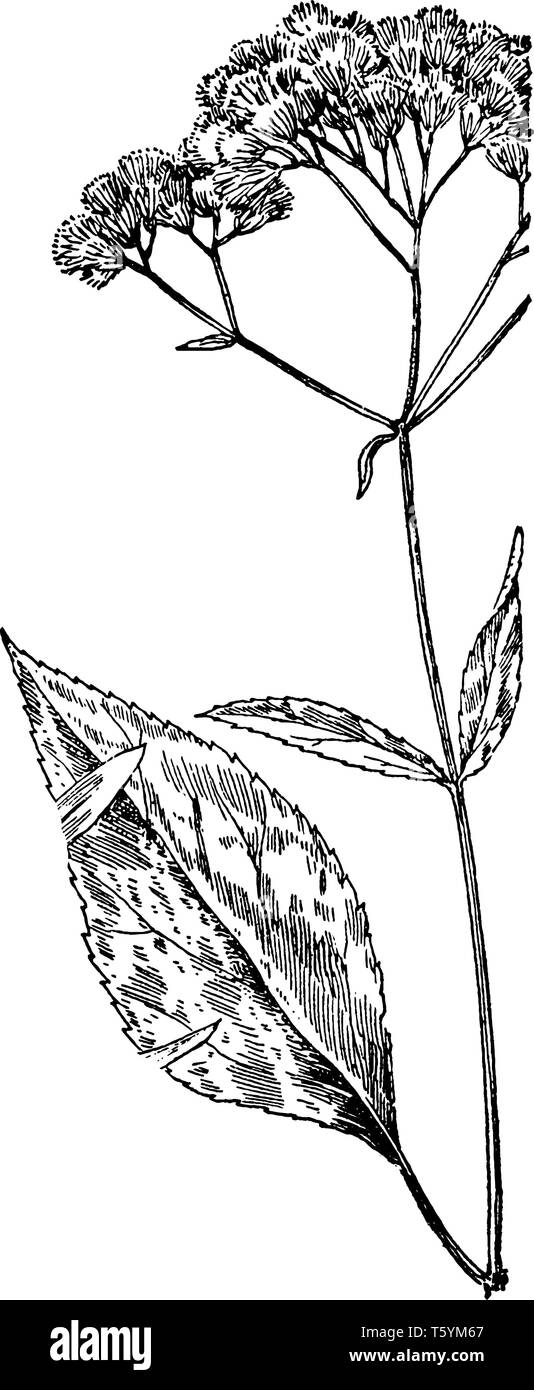 Joe-Pye-la cizaña es una planta herbácea perenne de la familia de las Compositae. Es nativa de América del Norte, Central y Oriental, también conocida como Dulce Joe-Pye Ilustración del Vector