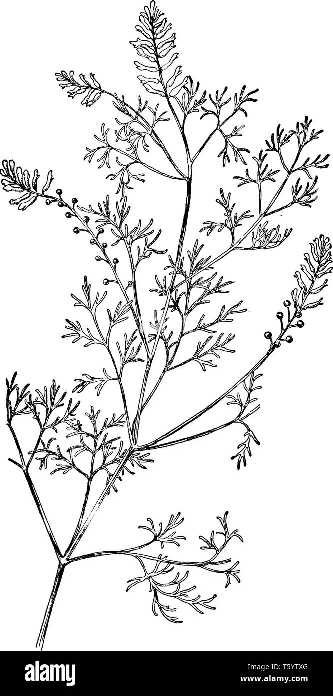 También es conocido como Fumitory fumitory común, y la masa de humo. La planta ha sido tradicionalmente usada en la medicina herbaria. Es la más común Ilustración del Vector