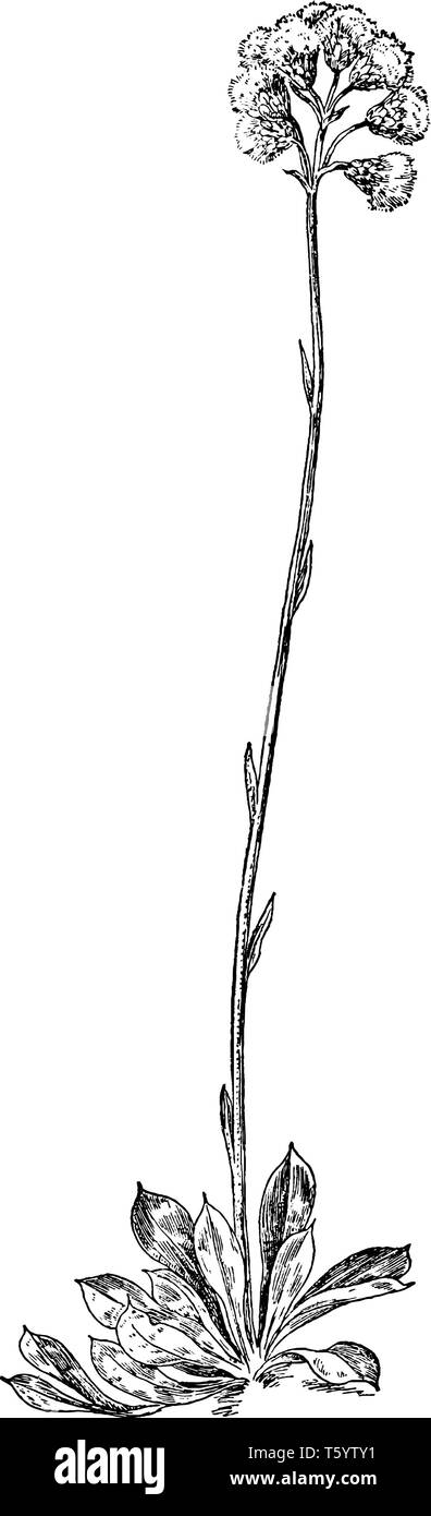 Es un género Antennaria Catsfoot. Ha sido poco utilizada en la medicina herbaria, la línea vintage de dibujo o ilustración de grabado. Ilustración del Vector