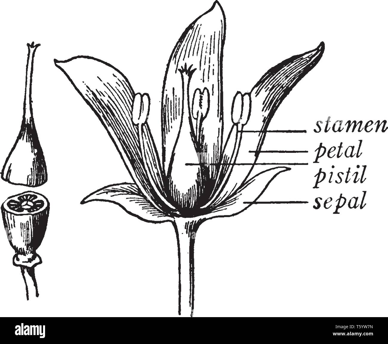 La imagen muestra las partes de la planta de flor. Muestra el estambre ...