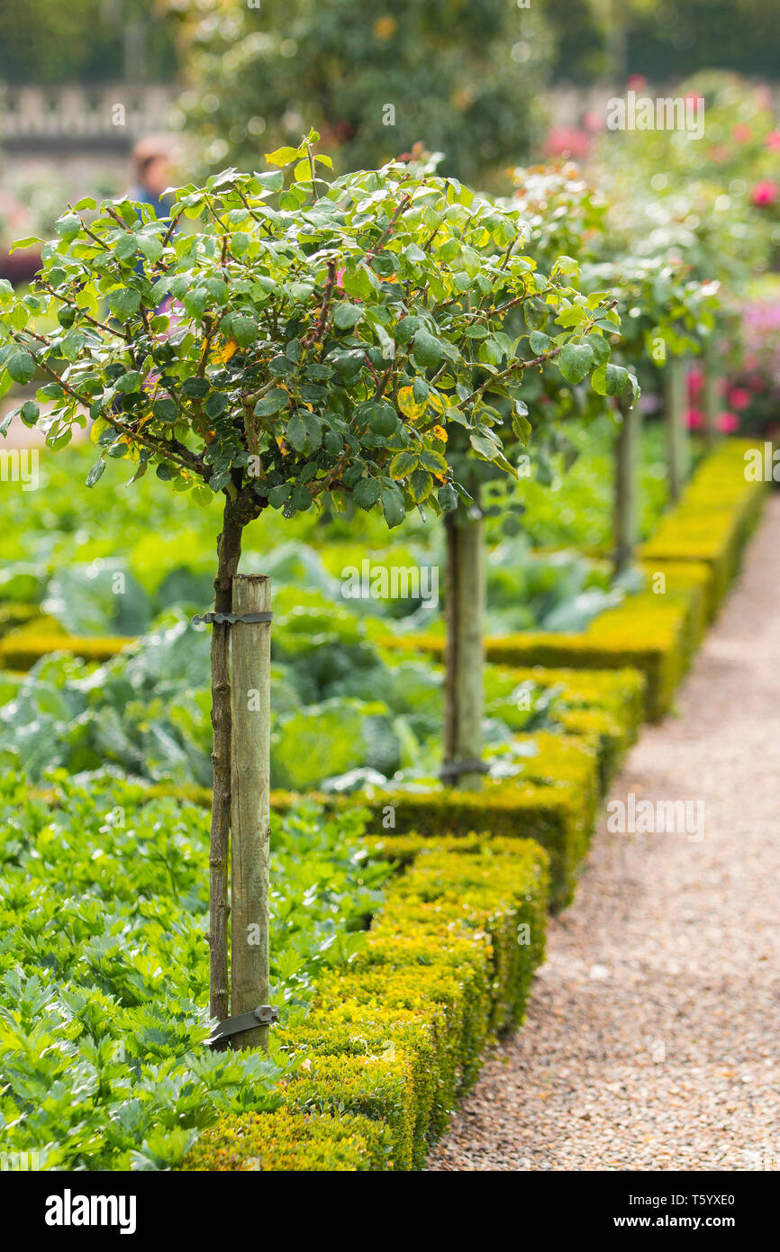 Árboles frutales en el jardín francés en el Chateau de Villandry, Francia,  el Valle del Loira. Plantas en flor en el jardín de vegetales en el  castillo de Villandry, Europa Fotografía de