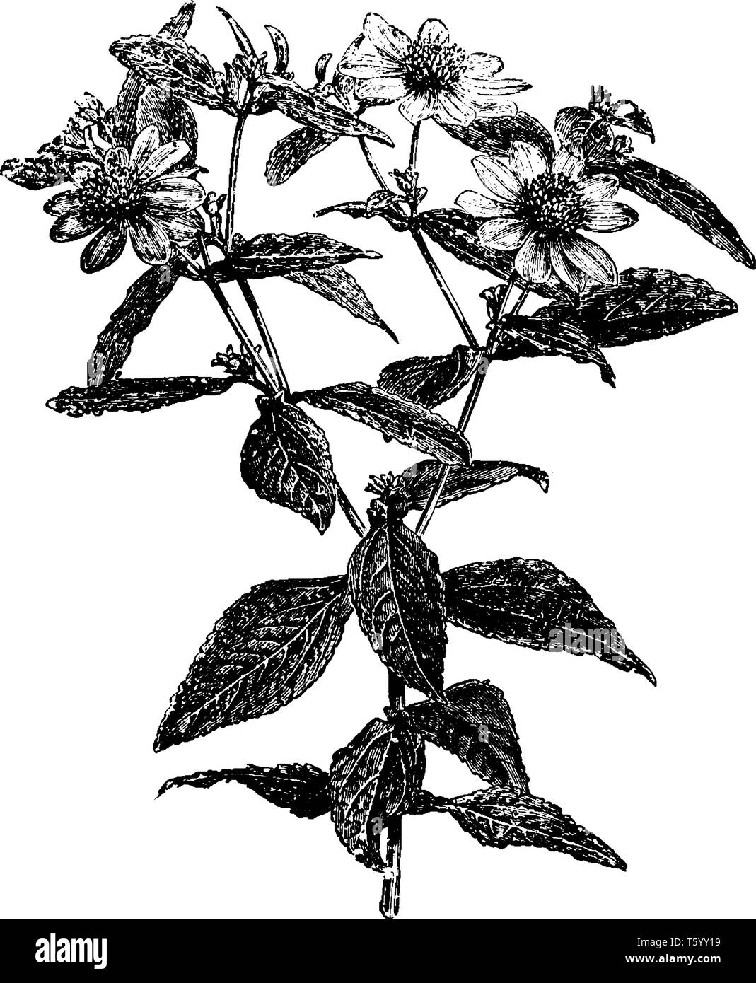 Esta imagen muestra la floración Rama de Montanoa Mollissima y las flores florecen en agosto a octubre, grabado o dibujo de línea vintage ilu Ilustración del Vector