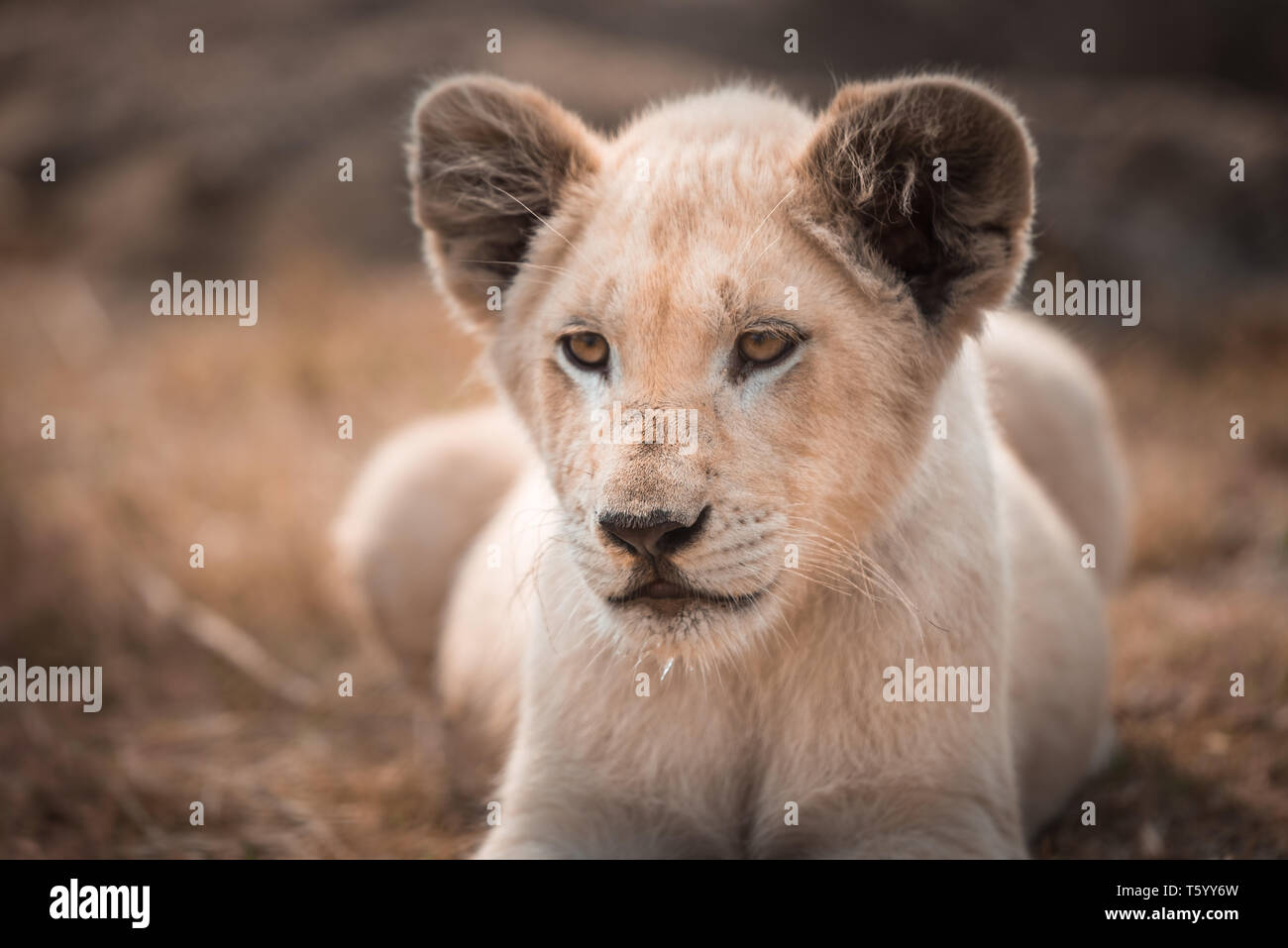 Un blanco cachorro de león (Panthera leo) tumbado en la hierba en ángulo hacia la cámara Foto de stock
