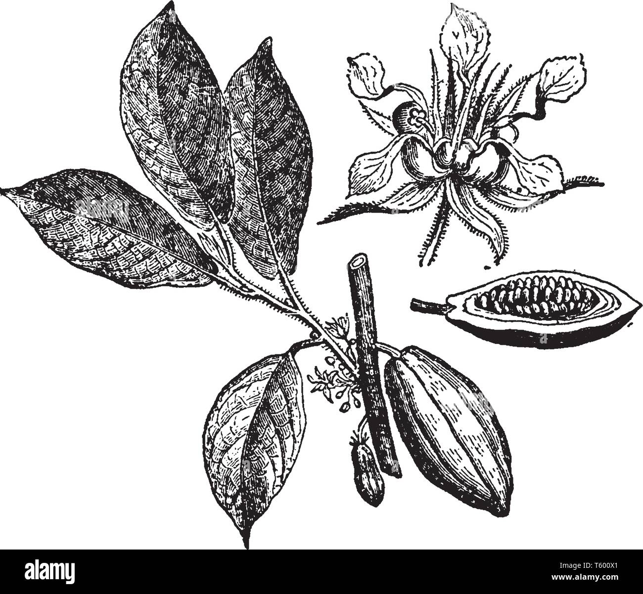 El cacao es una planta comestible. Se produce el cacao en grano y que se utiliza para la fabricación de chocolate. Sus granos son de color marrón, línea vintage de dibujo o engravi Ilustración del Vector