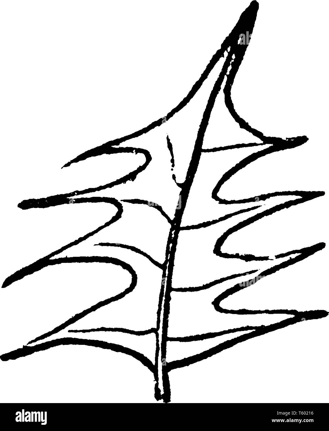 Arreglo de hojas alternas Imágenes de stock en blanco y negro - Alamy
