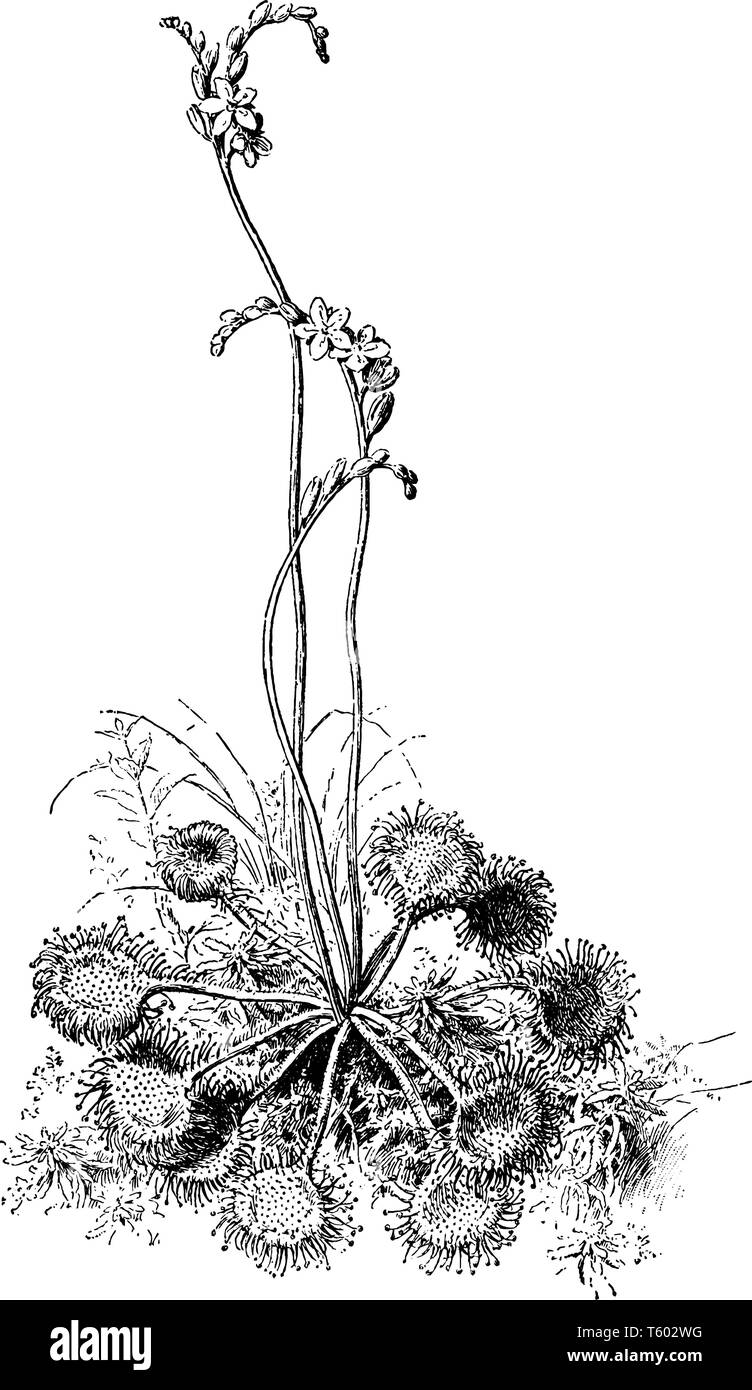 La imagen muestra Round-Leaf Sundew planta. También se denomina como Drosera rotundifolia. Las hojas son redondeadas, planas, de color rojizo. Las flores son de color rosa en Ilustración del Vector