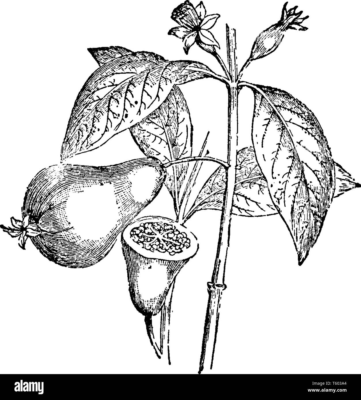 Planta de guayaba Imágenes de stock en blanco y negro - Alamy