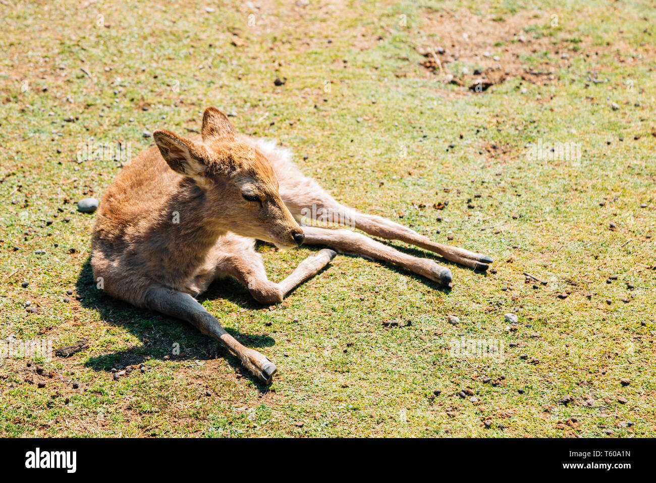 Dormir sobre el césped de ciervos en Nara, Japón Foto de stock
