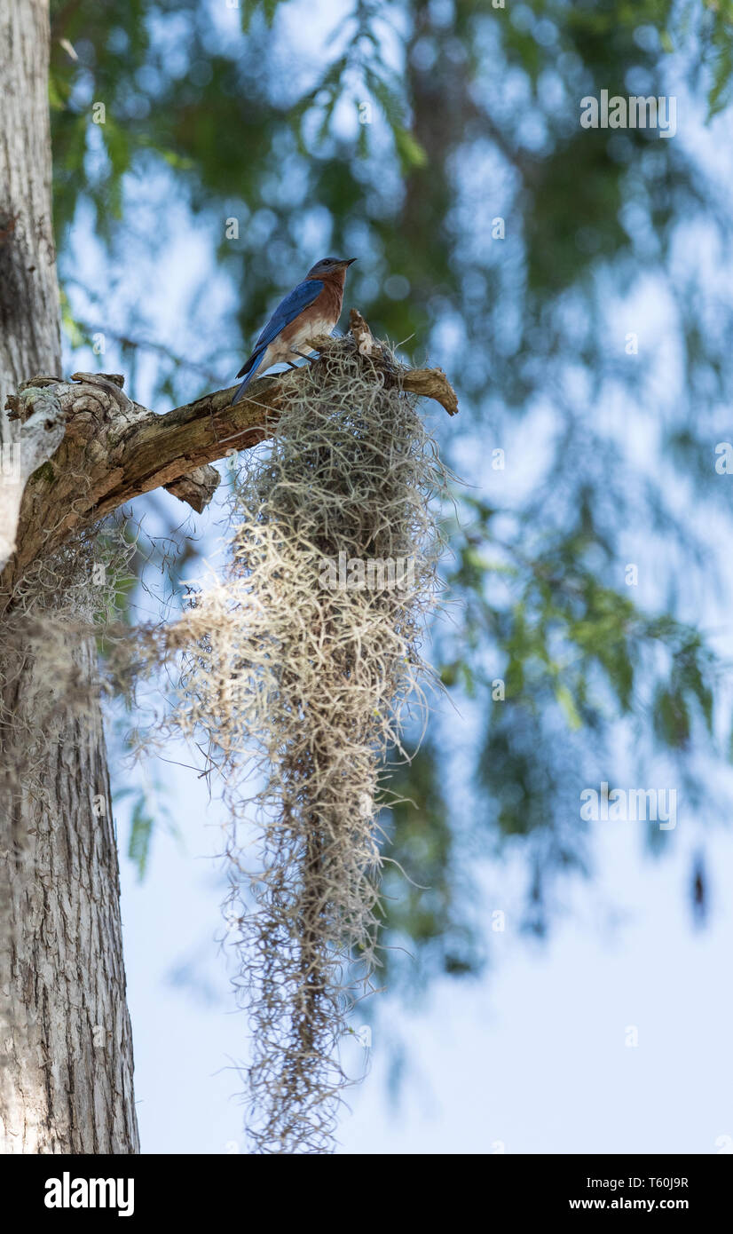 Bluebird Sialia sialis oriental sobre un pino con musgo español en Naples, Florida. Foto de stock