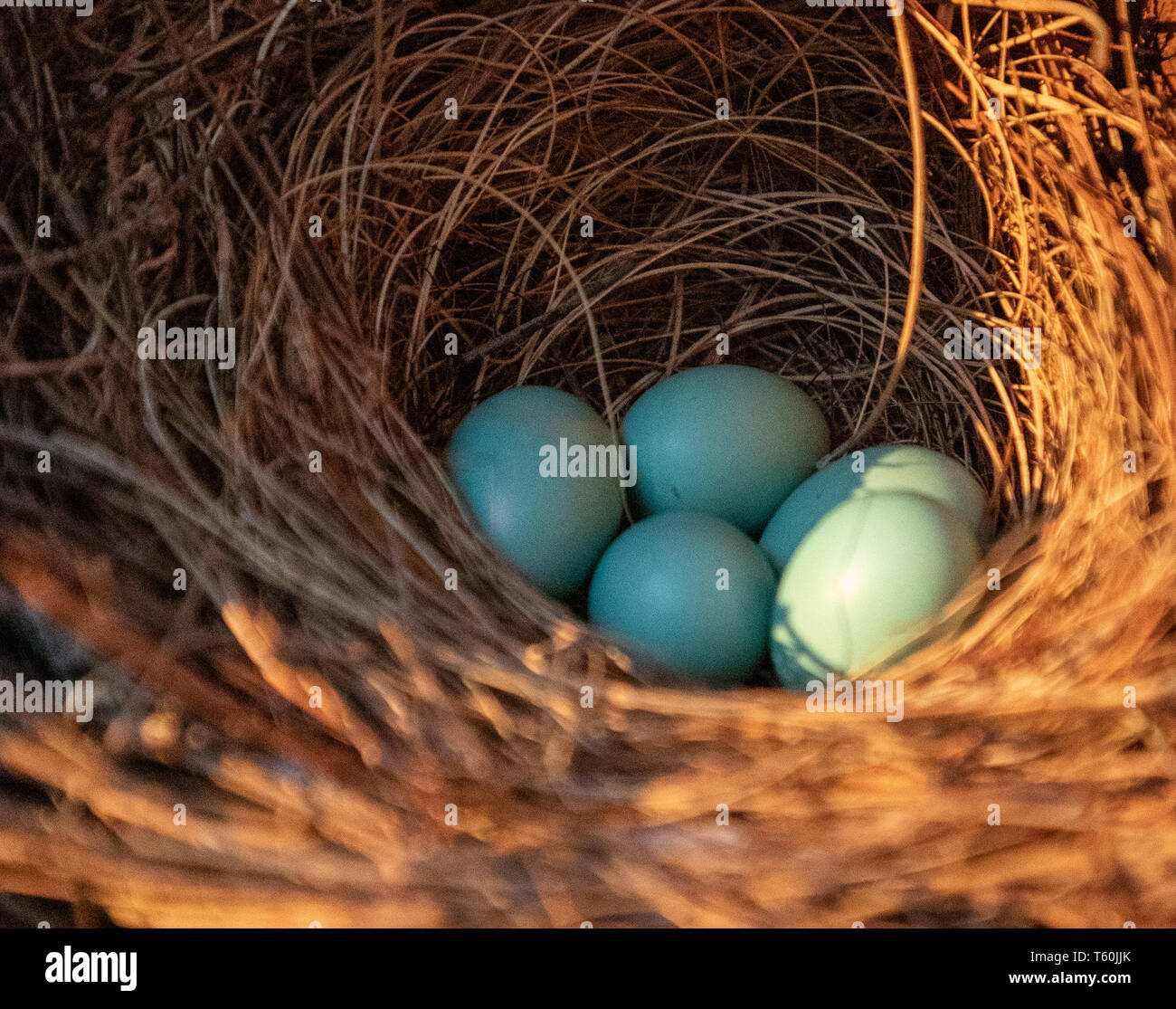 Los huevos de color azul de una Oriental bluebird Sialia sialis nido en Marco Island, Florida Foto de stock