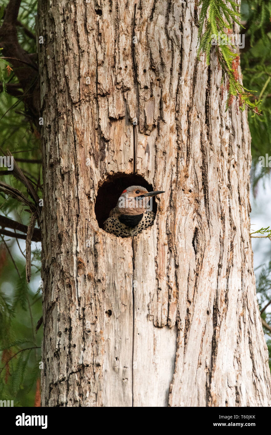 El parpadeo del norte Colaptes auratus en la entrada de su nido en un pino en Naples, Florida Foto de stock