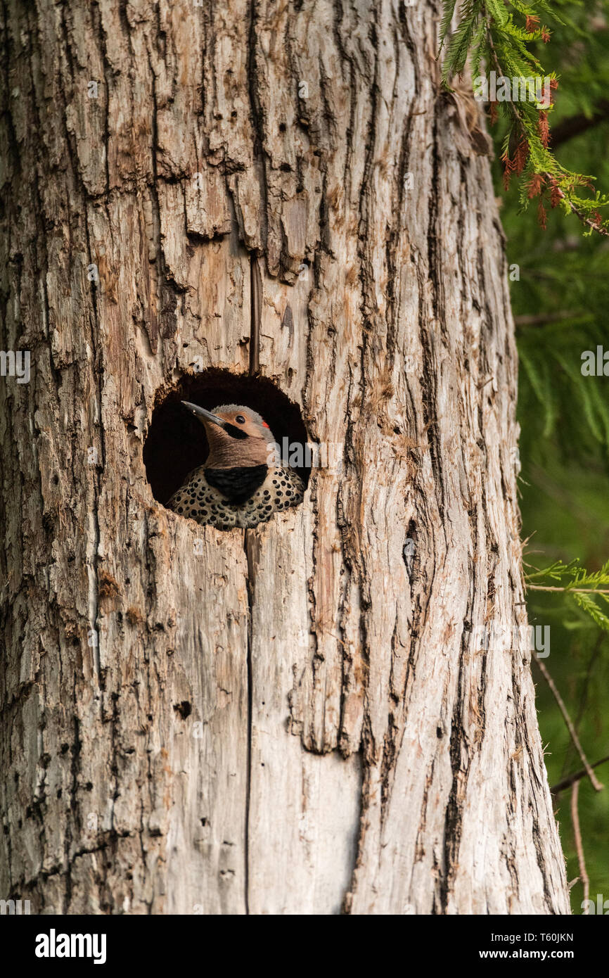 El parpadeo del norte Colaptes auratus en la entrada de su nido en un pino en Naples, Florida Foto de stock